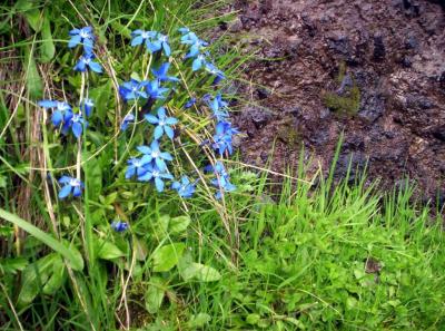 Jentiane bleu (fleurs protégées).