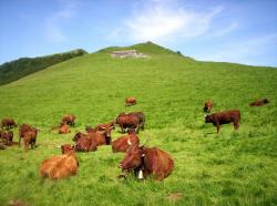 Troupeau de vaches Salers à Cabrespine