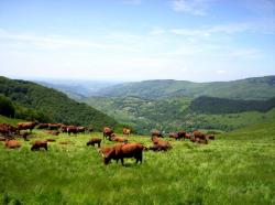 Vaches Salers, en arriére plan la vallée de la Bertrande.